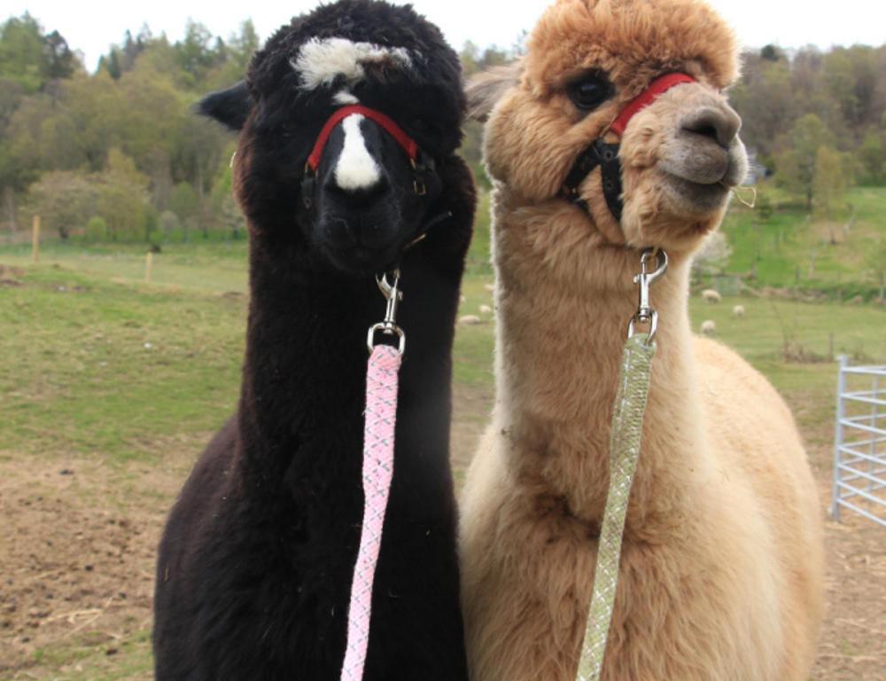 Alpaca Trekking