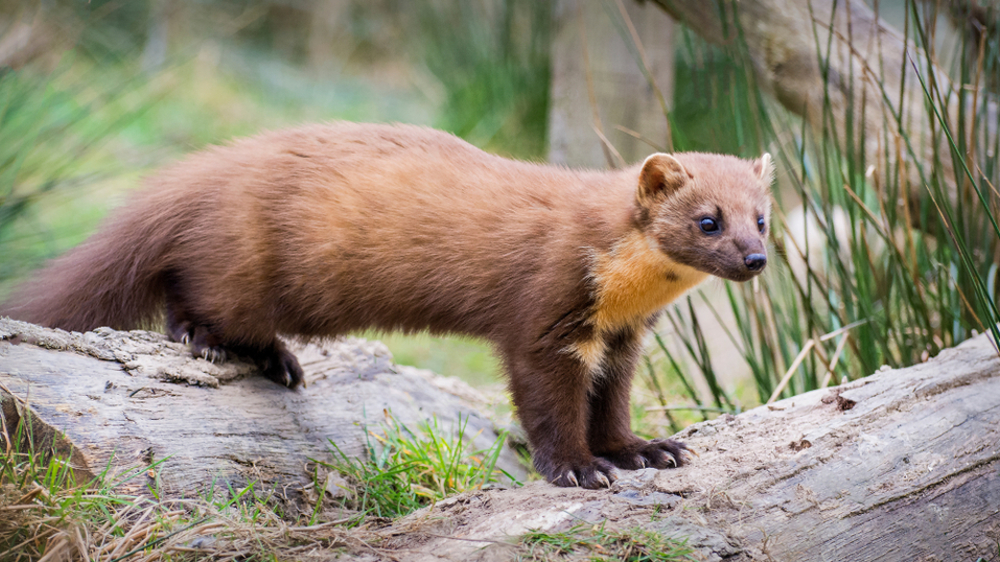 Pine Martins