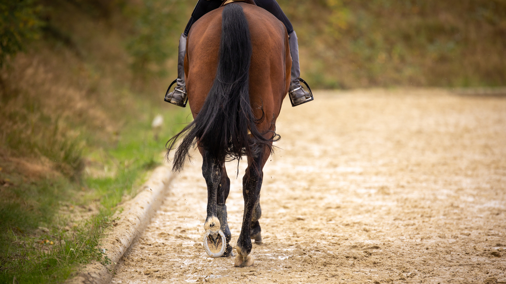 Horse Riding