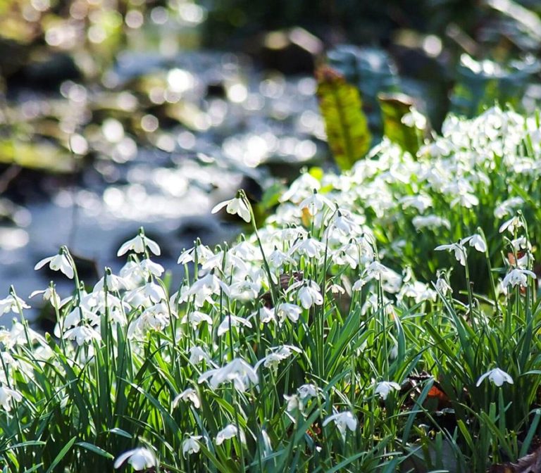 Scottish Snowdrop Festival